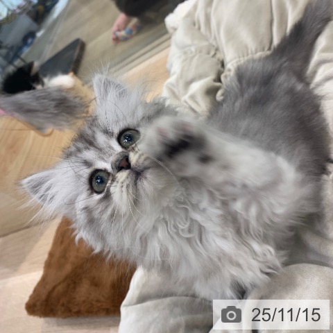 ミヌエットの写真