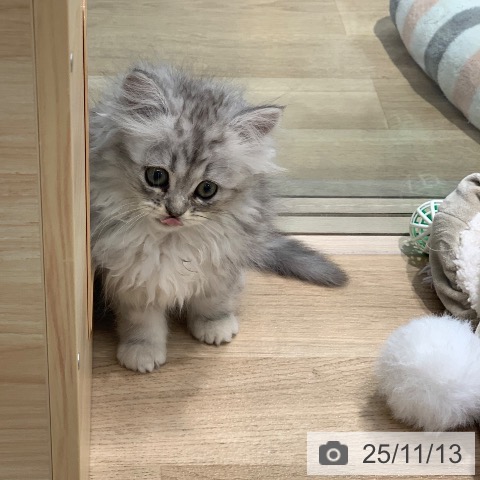 ミヌエットの写真