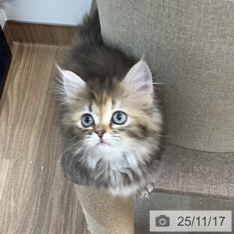 茨城県のミヌエット (ペッツワン 阿見店/2025年9月12日生まれ/女の子/ブラウンパッチドタビー)の子猫の4枚目の画像