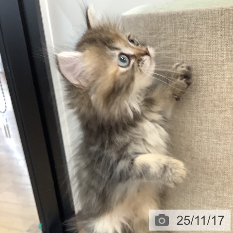 茨城県のミヌエット (ペッツワン 阿見店/2025年9月12日生まれ/女の子/ブラウンパッチドタビー)の子猫の3枚目の画像