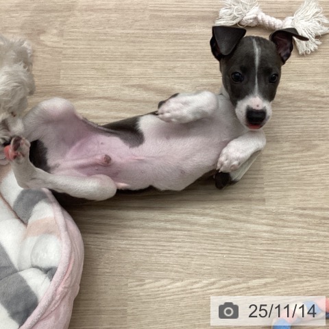 イタリアン・グレーハウンドの写真