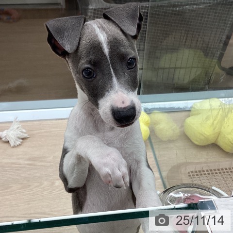 イタリアン・グレーハウンドの写真