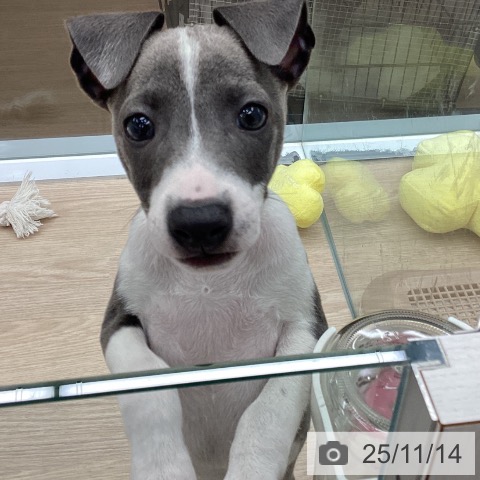 イタリアン・グレーハウンドの写真