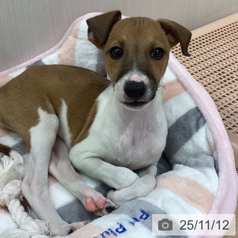 イタリアン・グレーハウンドの写真