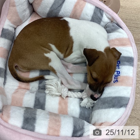 イタリアン・グレーハウンドの写真