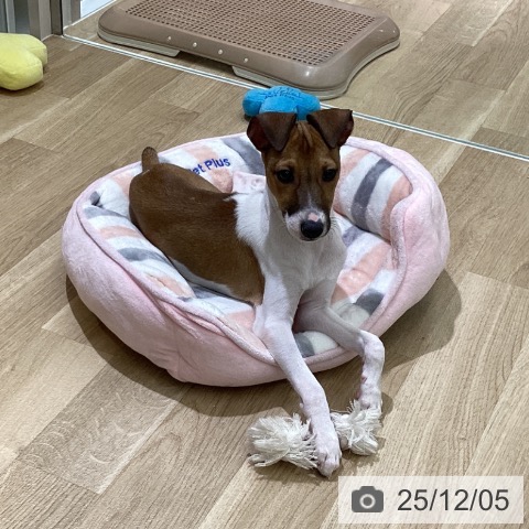 東京都のイタリアングレーハウンド (ペットプラス MARK IS 葛飾かなまち店/2025年9月13日生まれ/男の子/フォーンホワイト)の子犬の3枚目の画像