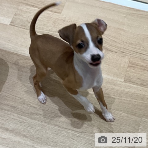 埼玉県のイタリアングレーハウンド (ペットプラス 上尾店/2025年9月13日生まれ/女の子/フォーンホワイト)の子犬の4枚目の画像