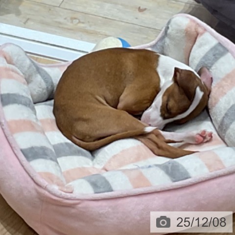 埼玉県のイタリアングレーハウンド (ペットプラス 上尾店/2025年9月13日生まれ/女の子/フォーンホワイト)の子犬の3枚目の画像