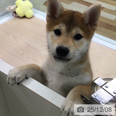 東京都の柴犬(標準サイズ) (ペッツワン 青梅インター店/2025年9月13日生まれ/女の子/赤)の子犬の4枚目の画像