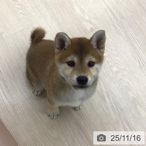 東京都の柴犬(標準サイズ) (ペットプラス 多摩平の森店/2025年9月13日生まれ/女の子/赤)の子犬の3枚目の画像