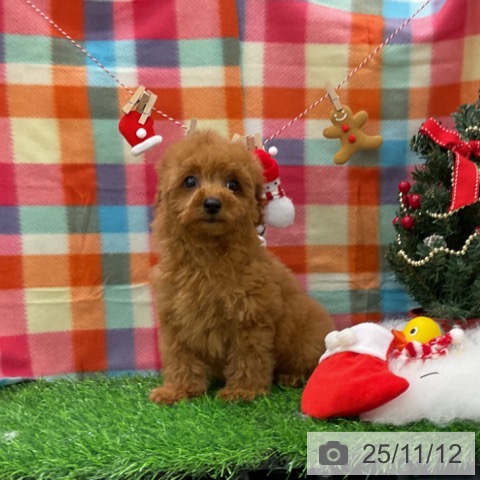 トイ・プードルの写真