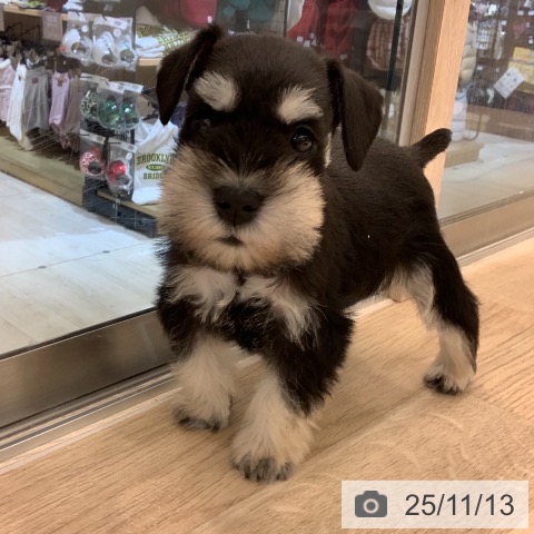 ミニチュア・シュナウザーの写真