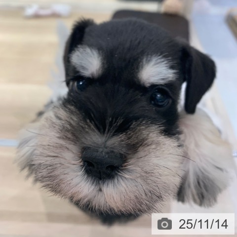 ミニチュア・シュナウザーの写真