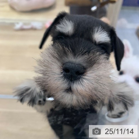 ミニチュア・シュナウザーの写真