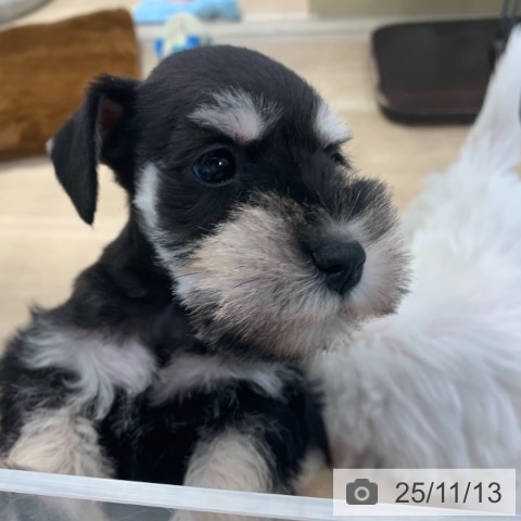 ミニチュア・シュナウザーの写真