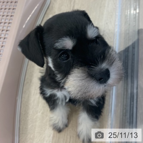 ミニチュア・シュナウザーの写真