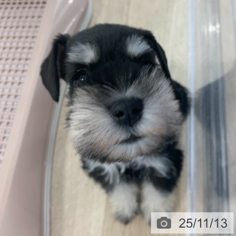 ミニチュア・シュナウザーの写真