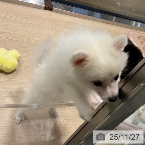 埼玉県の日本スピッツ (ペットプラス コクーンシティ店/2025年9月10日生まれ/男の子/ホワイト)の子犬の4枚目の画像