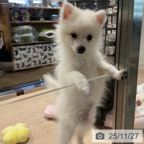 埼玉県の日本スピッツ (ペットプラス コクーンシティ店/2025年9月10日生まれ/男の子/ホワイト)の子犬の3枚目の画像