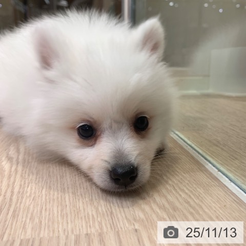 日本スピッツの写真