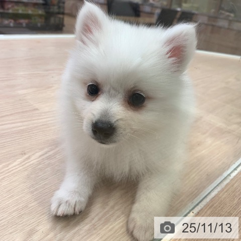 日本スピッツの写真