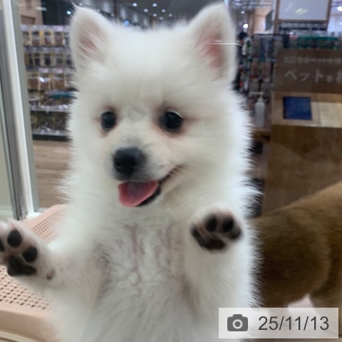 日本スピッツの写真