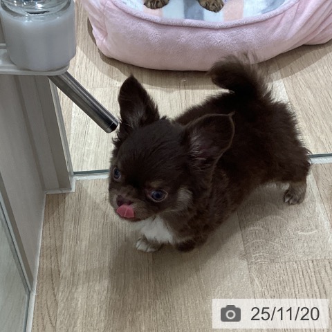 宮城県のチワワ(ロング) (ペットプラス 仙台上杉店/2025年9月13日生まれ/男の子/チョコレートタンホワイト)の子犬の4枚目の画像