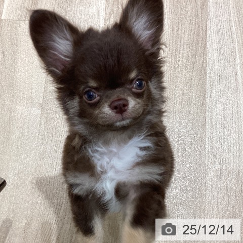 宮城県のチワワ(ロング) (ペットプラス 仙台上杉店/2025年9月13日生まれ/男の子/チョコレートタンホワイト)の子犬の3枚目の画像