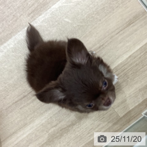 宮城県のチワワ(ロング) (ペットプラス 仙台上杉店/2025年9月13日生まれ/男の子/チョコレートタンホワイト)の子犬の3枚目の画像