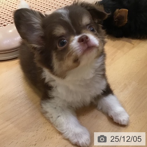 山形県のチワワ(ロング) (ペットプラス 天童店/2025年9月13日生まれ/男の子/チョコレートタンホワイト)の子犬の4枚目の画像