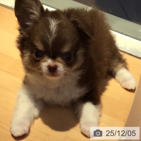 山形県のチワワ(ロング) (ペットプラス 天童店/2025年9月13日生まれ/男の子/チョコレートタンホワイト)の子犬の3枚目の画像