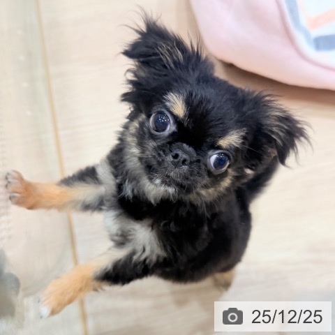 千葉県のチワワ(ロング) (ペットプラス ユーカリが丘店/2025年9月11日生まれ/男の子/ブラックタンホワイト)の子犬の4枚目の画像