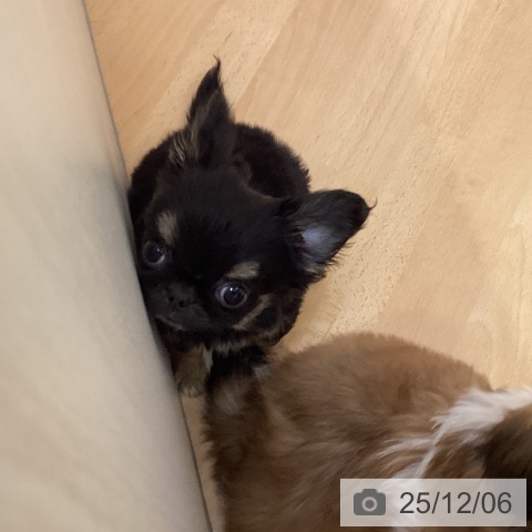 山形県のチワワ(ロング) (ペットプラス 天童店/2025年9月11日生まれ/男の子/ブラックタンホワイト)の子犬の3枚目の画像