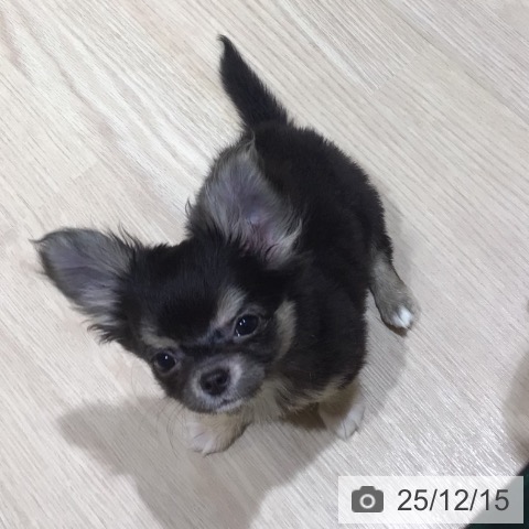 神奈川県のチワワ(ロング) (ペットプラス 川崎ルフロン店/2025年9月11日生まれ/女の子/ブラックタンホワイト)の子犬の4枚目の画像
