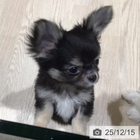 神奈川県のチワワ(ロング) (ペットプラス 川崎ルフロン店/2025年9月11日生まれ/女の子/ブラックタンホワイト)の子犬の3枚目の画像