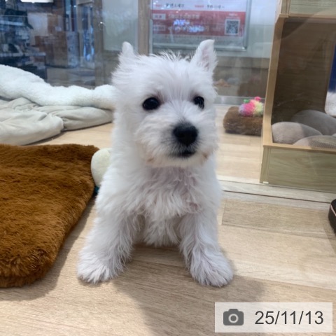 ウエスト・ハイランド・ホワイト・テリアの写真