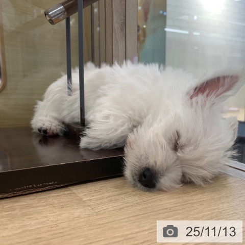 ウエスト・ハイランド・ホワイト・テリアの写真