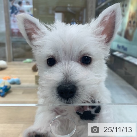 ウエスト・ハイランド・ホワイト・テリアの写真