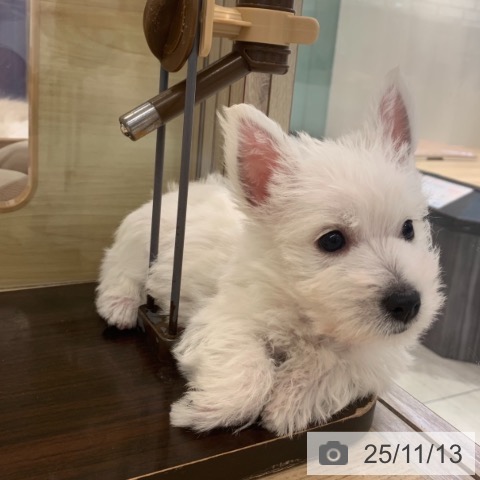 ウエスト・ハイランド・ホワイト・テリアの写真