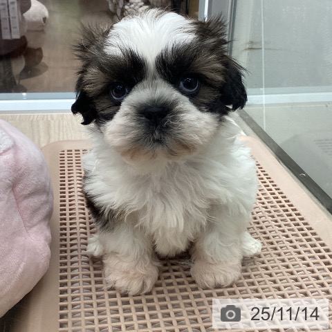 シー・ズーの写真