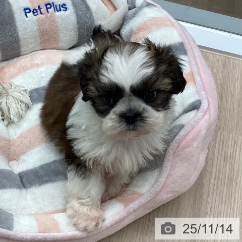 シー・ズーの写真