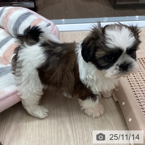 シー・ズーの写真