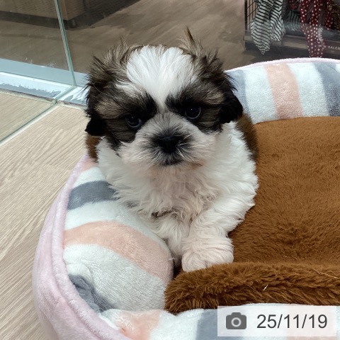 埼玉県のシーズー (ペットプラス 川口店/2025年9月11日生まれ/男の子/ゴールドホワイト)の子犬の3枚目の画像