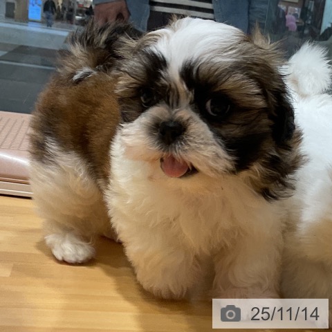 シー・ズーの写真