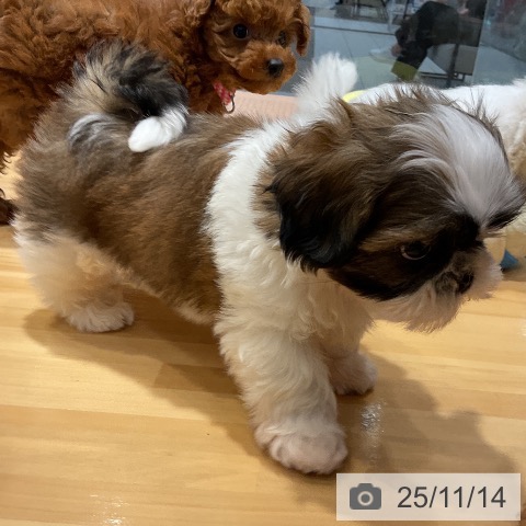 シー・ズーの写真