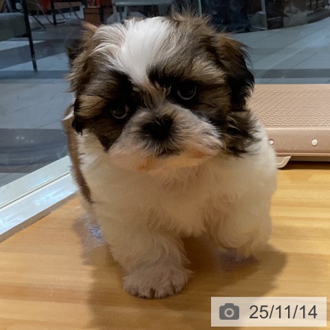 シー・ズーの写真