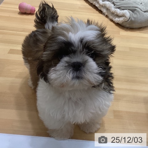 埼玉県のシーズー (ペットプラス 与野店/2025年9月11日生まれ/男の子/ゴールドホワイト)の子犬の3枚目の画像