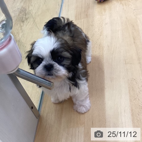 シー・ズーの写真