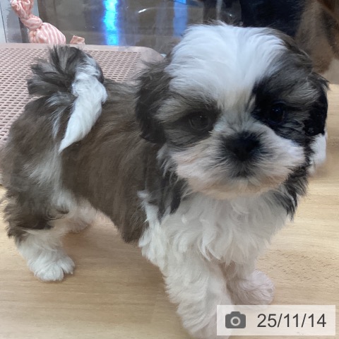 シー・ズーの写真