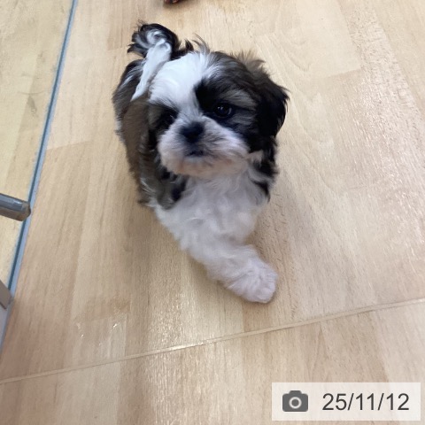 シー・ズーの写真